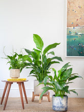 files/IndoorPlants-JamieShots16.11.2023-176_bf821456-20f8-4371-a79b-104a6012b576.jpg